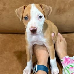 Photo of Reba, adoptable American Pit Bull Terrier Hound (Unknown Type) in Indiantown, Florida
