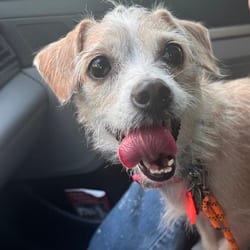 Photo of Nena, adoptable Yorkie, Yorkshire Terrier in Albany, New York