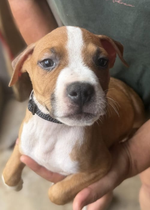 Photo of Eli, adoptable Unknown breed (short coat) in Jackson, Mississippi