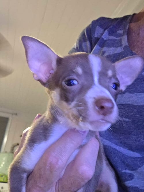 Photo of Butternut, adoptable Chihuahua in Kannapolis, North Carolina