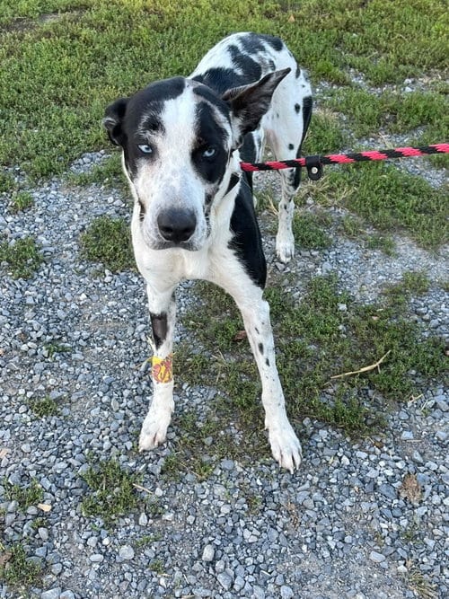 Photo of Jersey Girl, adoptable Great Dane in Unionville, Pennsylvania