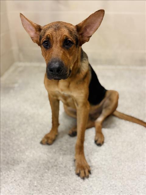 Photo of Boston, adoptable German Shepherd Dog in Conroe, Texas