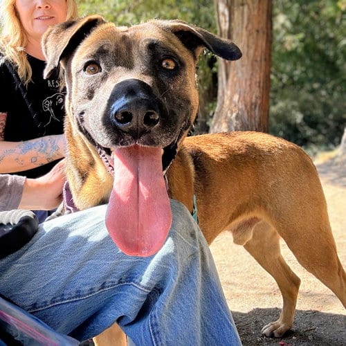 Photo of Rocket, adoptable Pit Bull Terrier in Oakland, California