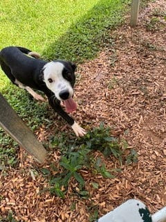 Photo of Bluey, adoptable Beagle in Sparta, Tennessee