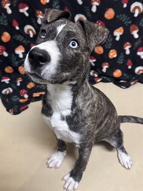Photo of Gia, adoptable Pit Bull Terrier in Riverside, California