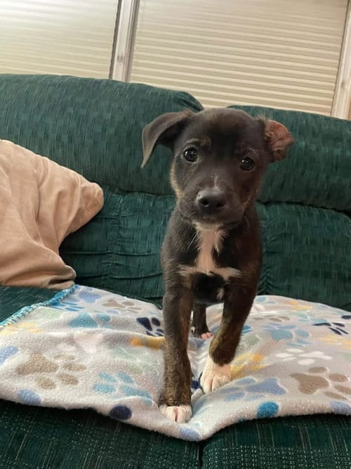 Photo of Fonzie, adoptable Terrier in Berlin, New Jersey