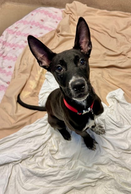 Photo of Lunch, adoptable dog in Chamblee, Georgia