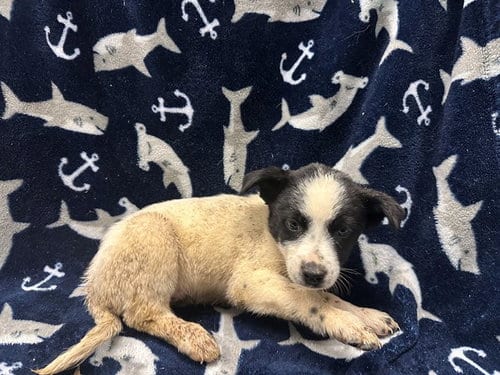 Photo of Phoebe, adoptable Queensland Heeler in Lancaster, California