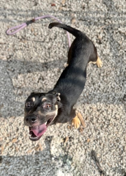 Photo of Bastleberry, adoptable dog in Chamblee, Georgia