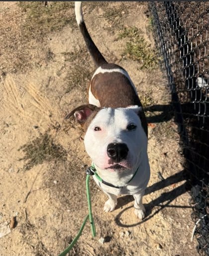 Photo of Benji, adoptable dog in Atlanta, Georgia