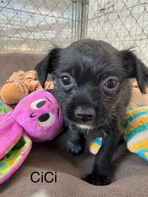Photo of CiCi, adoptable Chihuahua in Turlock, California