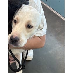 Photo of Runtzy, adoptable Labrador Retriever American Staffordshire Terrier in Chatsworth, California