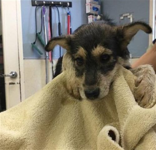 Photo of Mcqueen, adoptable Terrier in Riverside, California