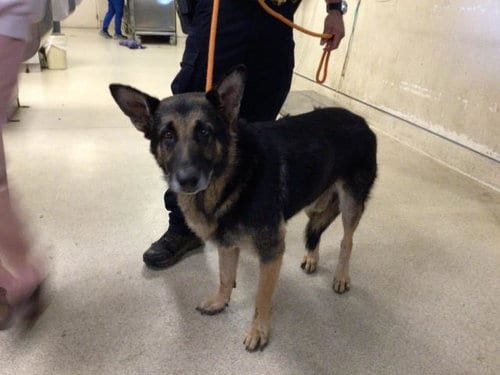 Photo of Captain, adoptable German Shepherd Dog in Riverside, California