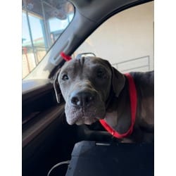 Photo of Bluee, adoptable American Pit Bull Terrier in Texas City, Texas