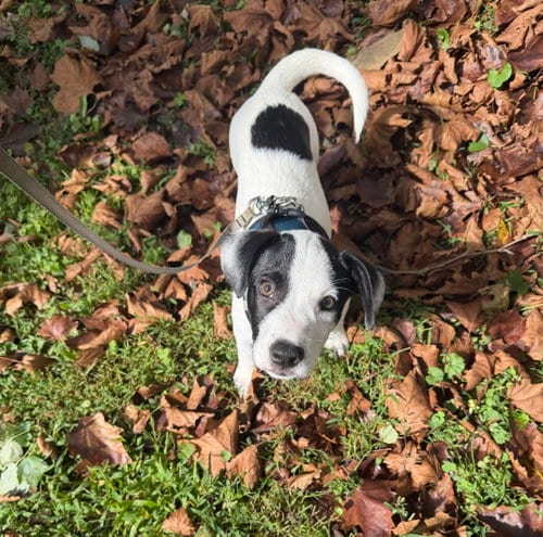 Photo of Ray - JRT/Pittie puppies, adoptable Jack Russell Terrier in Oakhurst, New Jersey