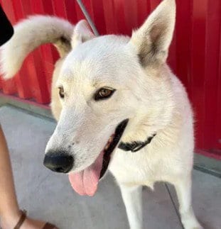 Photo of Blippi, adoptable German Shepherd Dog in Tracy, California