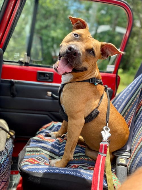 Photo of Penny, adoptable Black Mouth Cur in St. Augustine, Florida