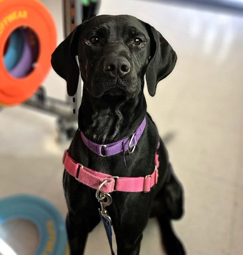 Photo of Jumanji, adoptable Labrador Retriever in Fargo, North Dakota