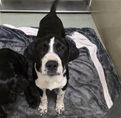 Photo of Dewey, adoptable Great Dane in Placerville, California