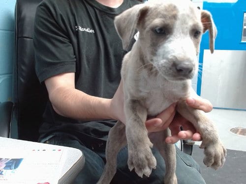 Photo of Hair Tie, adoptable Australian Cattle Dog/Blue Heeler in Albuquerque, New Mexico