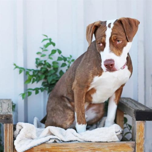 Photo of Sr. Cuteness, adoptable Pit Bull Terrier in Albuquerque, New Mexico