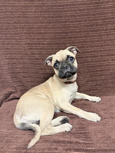 Photo of Snickers, adoptable Pug in Castaic, California