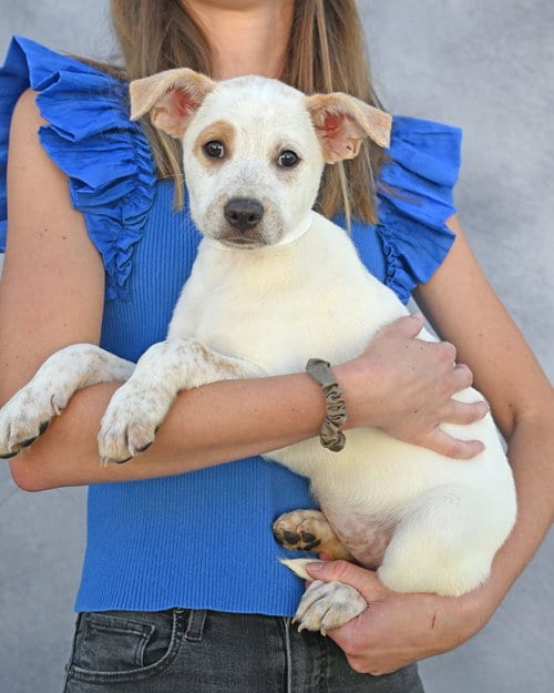Photo of Poppy, adoptable Unknown breed in Rancho Santa Fe, California