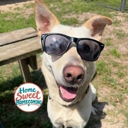 Photo of Sasha, adoptable Labrador Retriever Shepherd (Unknown Type) in Lakeland, Florida