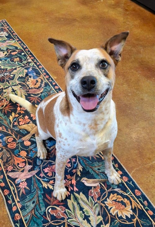 Photo of Thor, adoptable Red Heeler in Mountain View, Arkansas