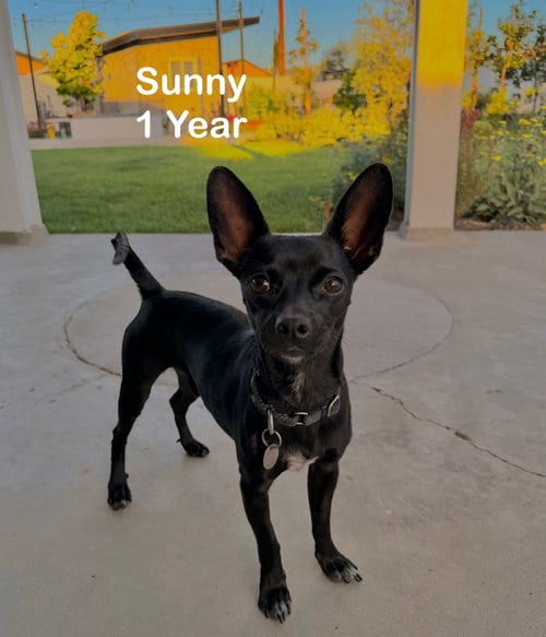 Photo of Sunny, adoptable Chihuahua in Menifee, California