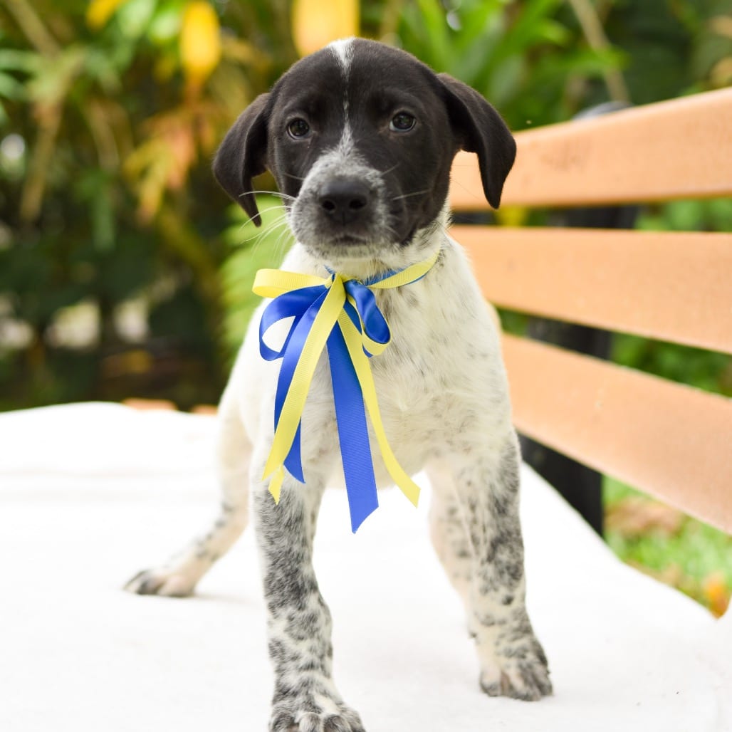 Photo of Hula Pie, adoptable Mixed Breed (Medium) / Mixed Breed (Large)