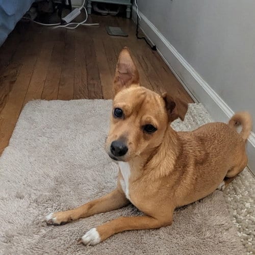 Photo of Bu-Cee, adoptable Chihuahua in Morganville, New Jersey