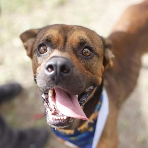 Photo of Perro, adoptable Boxer in San Antonio, Texas