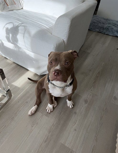 Photo of Bolo, adoptable Pit Bull Terrier in Miami, Florida
