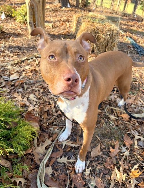 Photo of Maggie, adoptable Pit Bull Terrier in Richmond, Virginia