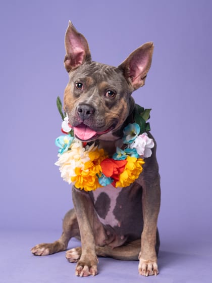 Photo of Blue Bell, adoptable dog in Atlanta, Georgia