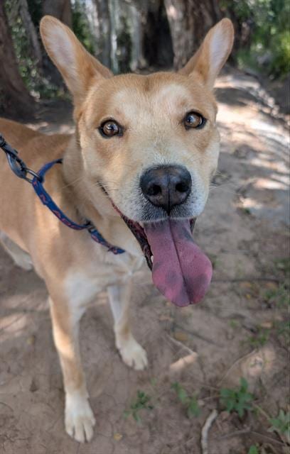 Photo of Lysander, adoptable Australian Kelpie in Albuquerque, New Mexico