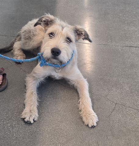 Photo of Daisy, adoptable Terrier in San Martin, California