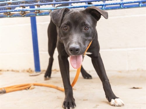 Photo of Sally, adoptable American Pit Bull Terrier in Phoenix, Arizona