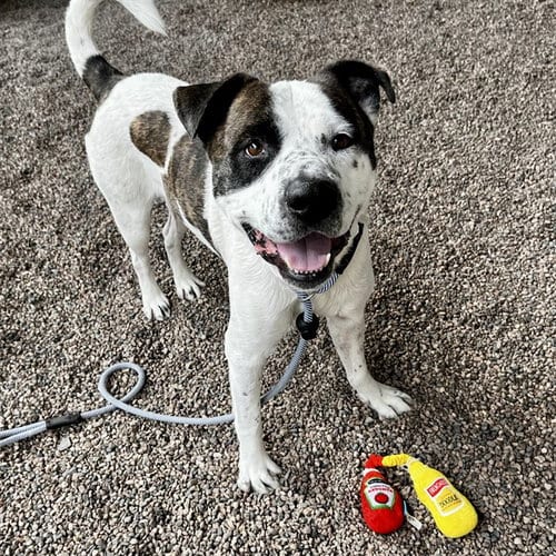 Photo of Zion, adoptable American Pit Bull Terrier in Mesa, Arizona