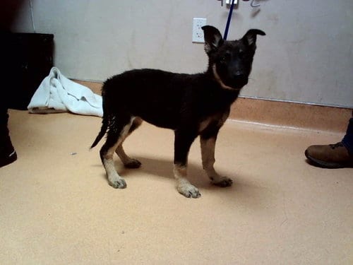 Photo of Naya, adoptable German Shepherd Dog in Martinez, California