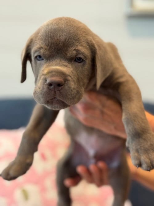 Photo of Charlotte's Puppy Greyson, adoptable Labrador Retriever in San Diego, California