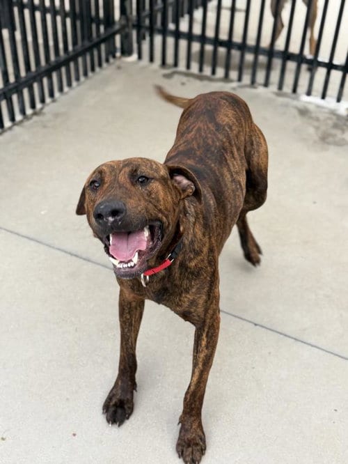Photo of Sully, adoptable Plott Hound in Santa Maria, California
