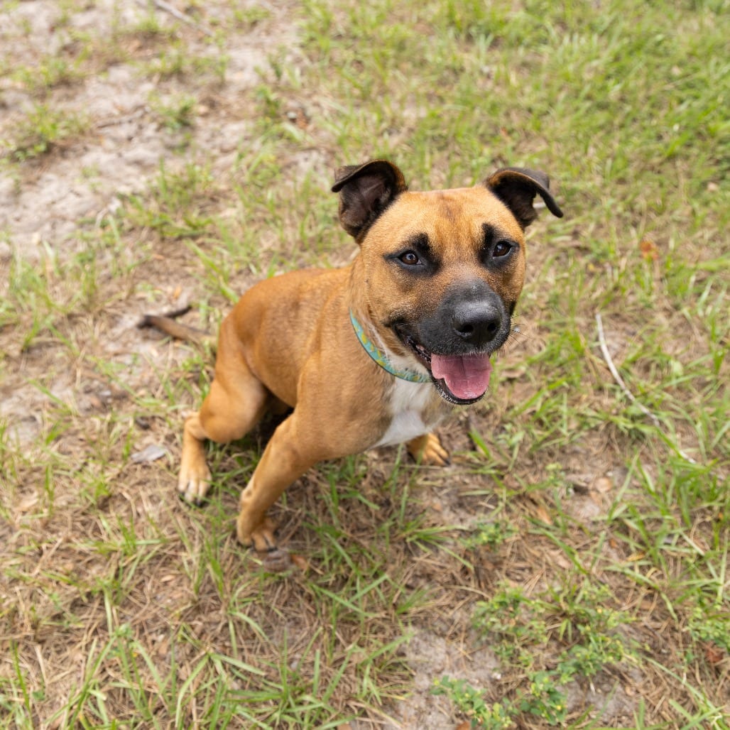 Photo of Orange Juice, adoptable Mixed Breed (Medium) in Gainesville, Florida