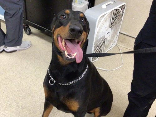 Photo of Earl, adoptable Doberman Pinscher in Riverside, California