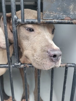 Photo of Bevy, adoptable dog in Atlanta, Georgia