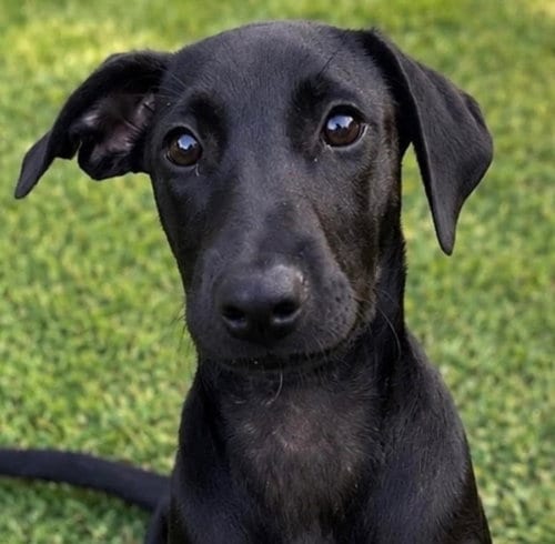 Photo of Chiquita, adoptable Labrador Retriever in Canton, Connecticut