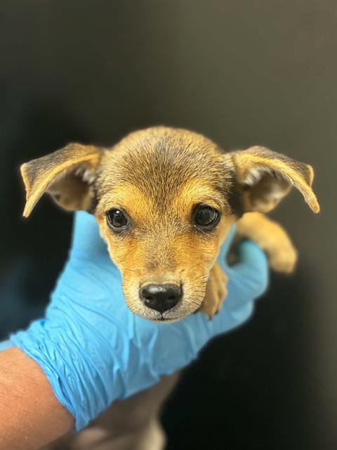 Photo of Pippi, adoptable Chihuahua in Visalia, California