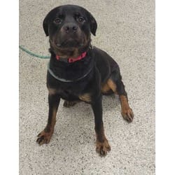 Photo of Bennie, adoptable Rottweiler in Kansas City, Missouri
